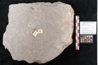 Foto (Objekt + Etikett) von Sphenopteris obtusiloba Brongniart (NHMW-GEO-2024-0188-10797)